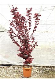 Acer palmatum Little Red C25 Lit. 80-100 cm (ZEL)