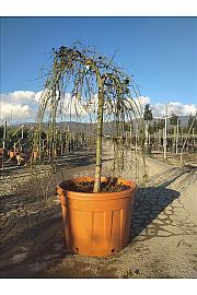 Acer palmatum Ryu Sen  (Pendula) C150 Lit. Na Steblu 100 cm; 12/14 cm; Krošnja 80/100 cm (ZEL)