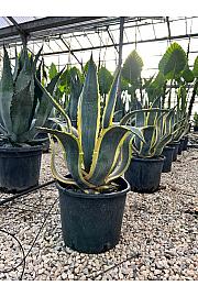 Agave Americana Variegata C18 Lit. 60-80 cm (ZEL)