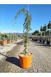 Cedrus Atl. Glauca Pendula C45 Lit. 175-200 cm (ZEL)