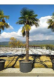 Chamaerops Excelsa (=Trachycarpus Fortunei) C375 Lit. 300-350 cm (ZEL)