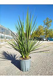 Cordyline Australis C7 Lit. ; Večstebelni (ZEL)