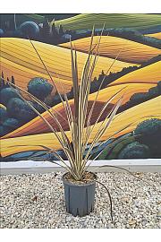 Cordyline Banksii Electric Flash C7 Lit. 40-60 cm (ZEL)