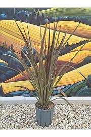 Cordyline Banksii Electric Star C7 Lit. 40-60 cm (ZEL)