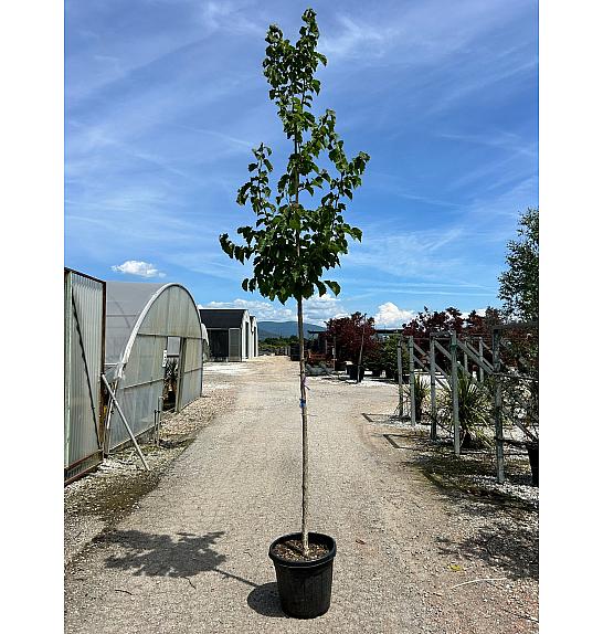 Corylus Colurna C35 Lit. Na Steblu 200 cm; 8/10 cm (ZEL)