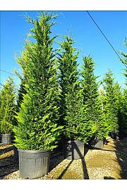 Cupressocyparis Leylandii   C130 Lit. 300-350 cm (ZEL)