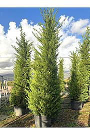 Cupressocyparis Leylandii   C180 Lit. 400-500 cm (ZEL)