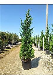 Cupressocyparis Leylandii   C33 Lit. 250-300 cm (ZEL)