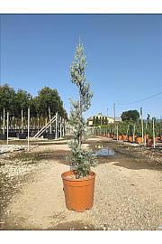 Cupressus Ariz. Fastigiata  C12 Lit. 80-100 cm; Spirala (ZEL)