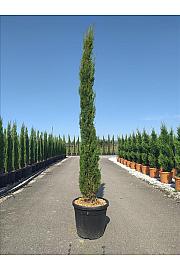 Cupressus Semp. Pyramidalis C45 Lit. 250-300 cm (ZEL)
