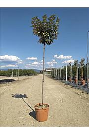 Elaeagnus Ebb. Compacta C15 Lit. Na Steblu 175 cm; 4/6 cm (ZEL)