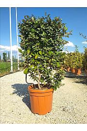 Elaeagnus Ebb. Compacta C30 Lit. 80-100 cm; Špalir (ZEL)
