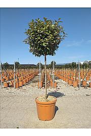 Elaeagnus Ebb. Compacta C30 Lit. Na Steblu 100 cm; Krošnja 40/60 cm (ZEL)