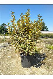 Elaeagnus Ebb. Vivileg (R) C16 Lit. 125-150 cm (ZEL)