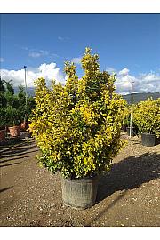 Euonymus Jap. Aureomarginata C50 Lit. 125-150 cm (ZEL)