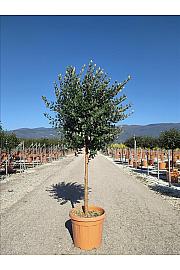 Feijoa Sellowiana C35 Lit. Na Steblu 100 cm; Krošnja 40/60 cm (ZEL)