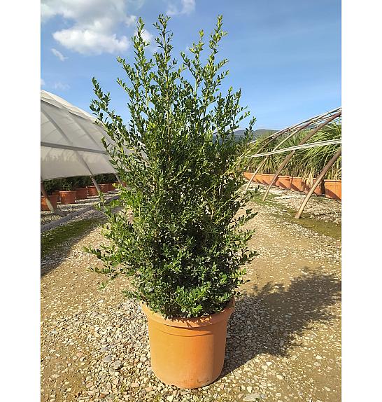 Ilex Crenata Stokes C15 Lit. 60-80 cm (ZEL)