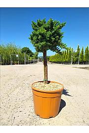 Juniperus Conf. Blue Pacific C18 Lit. Na Steblu 50 cm (ZEL)