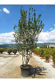 Lagerstroemia Indica In Cvs C160 Lit. 300-350 cm (ZEL)