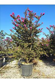 Lagerstroemia Indica In Cvs C70 Lit. 200-250 cm (ZEL)