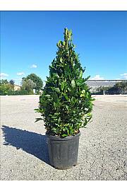Laurus Nobilis  C15 Lit. 80-100 cm (ZEL)