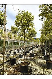Ligustrum Jap. Aureum C35 Lit. Na Steblu 200 cm; 12/14 cm (ZEL)