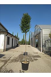 Ligustrum Japonicum  C35 Lit. Na Steblu 200 cm; 10/12 cm (ZEL)
