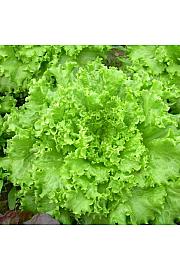 Solata Gentile Goldorac Kultipak 72/9