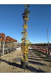 Liquidambar Sty. Slender Silhouette C50 Lit. 250-300 cm (ZEL)