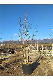 Liquidambar Styraciflua C70 Lit. 250-300 cm; Večstebelni (ZEL)