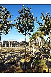Magnolia Gran. Gallisoniensis C80 Lit. Na Steblu 200 cm; 14/16 cm (ZEL)