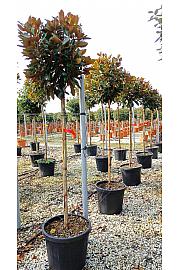Magnolia Grand. Little Gem C50 Lit. Na Steblu 130 cm; 8/10 cm (ZEL)