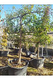 Malus Communis In Cvs C230 Lit. 175-200 cm; Špalir (ZEL)