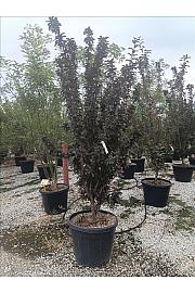 Malus Flor. Coccinella (R) C90 Lit. 250-300 cm (ZEL)