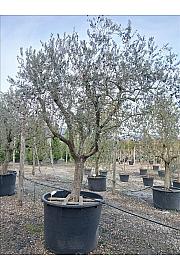 Olea Europea In Cvs C1000 Lit. Na Steblu 100 cm; 50/60 cm (ZEL)