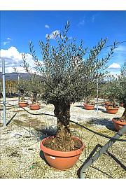 Olea Europea In Cvs C130 Lit. Na Steblu 100 cm; 90/100 cm (ZEL)