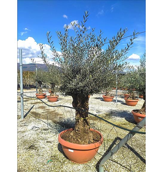 Olea Europea In Cvs C130 Lit. Na Steblu 100 cm; 90/100 cm (ZEL)