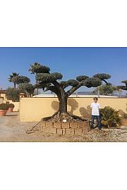Olea Europea In Cvs C500 Lit. Pon Pon 100 cm; 150/160 cm (ZEL)