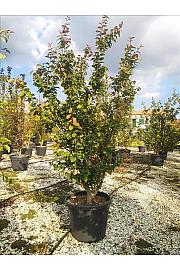 Parrotia Persica C90 Lit. 200-250 cm; Večstebelni (ZEL)