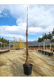 Parthenocissus Tric. Veitchii C55 Lit. 300-350 cm (ZEL)