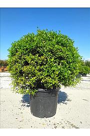 Phillyrea  Angustifolia C70 Lit. Krošnja 100/125 cm; Krogla (ZEL)