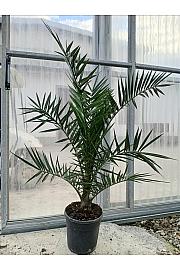 Phoenix Canariensis C7 Lit. 80-100 cm (ZEL)