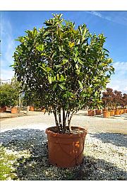 Photinia Serr. Crunchy C150 Lit. 175-200 cm (ZEL)