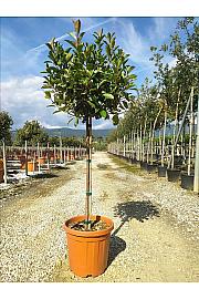 Photinia Serr. Louise  C25 Lit. Na Steblu 100 cm; 6/8 cm (ZEL)