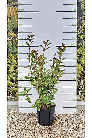 Photinia Serr. Louise C10 Lit. 80-100 cm (ZEL)