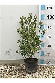 Photinia Serr. Pink Marble C10 Lit. 80-100 cm (ZEL)