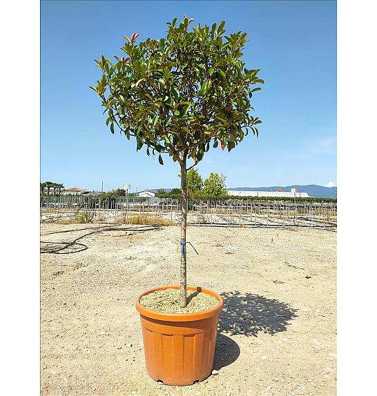 Photinia Serr. Red Robin C80 Lit. Na Steblu 100 cm; 12/14 cm; Krošnja 80/100 cm (ZEL)