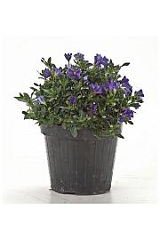 Solanum rantonetti Ø14