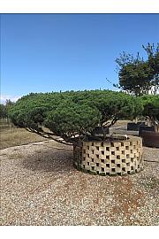 Pinus Mugo Mughus C500 Lit. 125-150 cm; Krošnja 300/350 cm (ZEL)