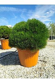 Pinus Nigra Pierrick Bregeon (R) C55 Lit. 60-80 cm; Krošnja 80/100 cm (ZEL)